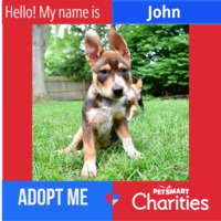 adopt a pet