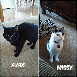 Thumbnail photo of Ajax and Missy #1