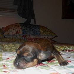 Thumbnail photo of Houch - Male Puppy #4 Adopted! #3