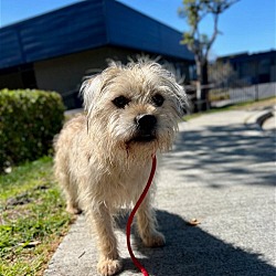 Thumbnail photo of Chewy *Courtesy Post* #2
