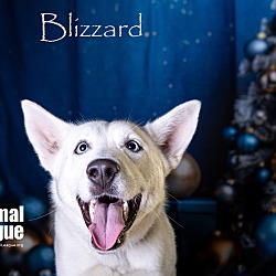 Thumbnail photo of Blizzard #4