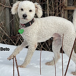 Thumbnail photo of Beto #2