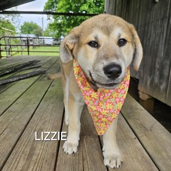 Thumbnail photo of Lizzie #3