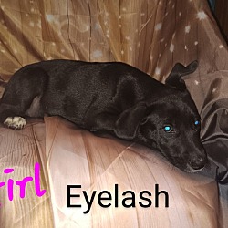 Photo of H-Eyelash