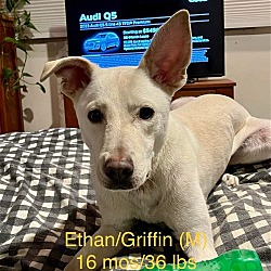 Thumbnail photo of Griffin fka ETHAN #4