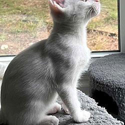 Thumbnail photo of KITTEN CRYSTAL #3