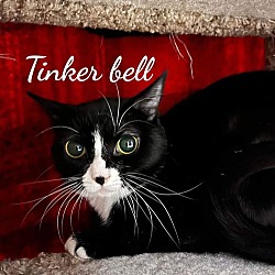 Thumbnail photo of Tinkerbell #2