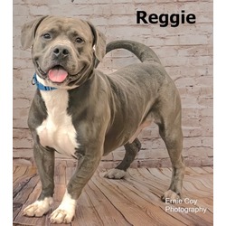 Thumbnail photo of Reggie #1