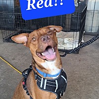 adopt a pet