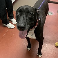 adopt a pet