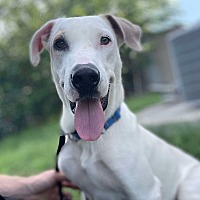 adopt-pet