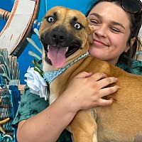 adopt a pet