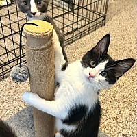 adopt a pet
