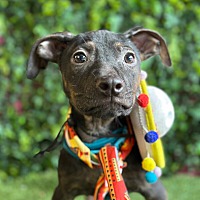 adopt a pet