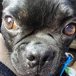 Thumbnail photo of BUGSY- ** breed exp home only #2