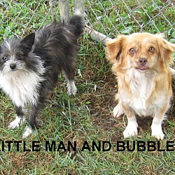 Thumbnail photo of Little Man- 4# Lap Dog #4