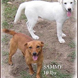 Thumbnail photo of Sammy-One Good Dog! #3