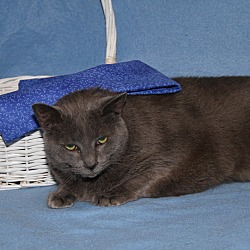 Thumbnail photo of Boo Boo (Spayed & Declawed) #1