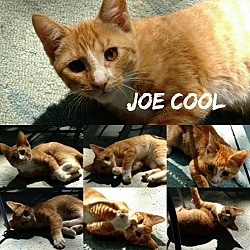 Thumbnail photo of Joe Cool #1