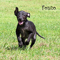 Thumbnail photo of Fonzo ~adopted! #3