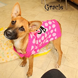 Thumbnail photo of Gracie~adopted! #3