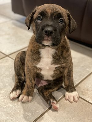 Cleburne, Tx - Boxer German Shepherd Dog. Meet Scout A Pet For Adoption 