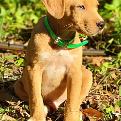 Photo of Scooby $395