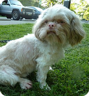 albino shih tzu