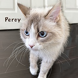 Thumbnail photo of Percy #2