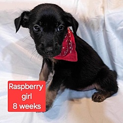 Thumbnail photo of Raspberry #1