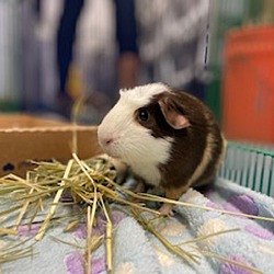 Thumbnail photo of Snickers #1