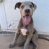adopt a pet