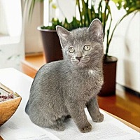 adopt a pet