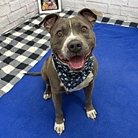 adopt a pet