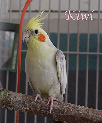 Cockatiels for clearance adoption