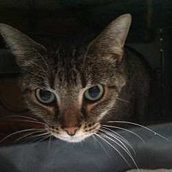 Thumbnail photo of Misty, a Polydactyl cat #2