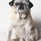 Pug Puppies - Pug Rescue and Adoption Near You