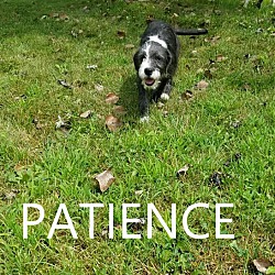Photo of Patience