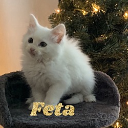 Photo of Feta