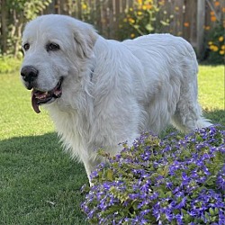 Photo of Koda