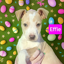 Thumbnail photo of Effie #1