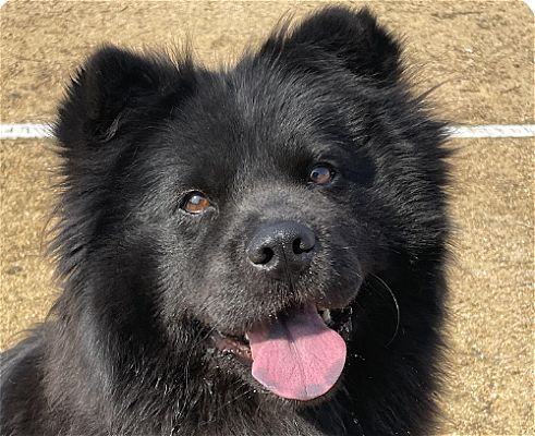 San Ramon, CA - Chow Chow. Meet May a Pet for Adoption - AdoptaPet.com