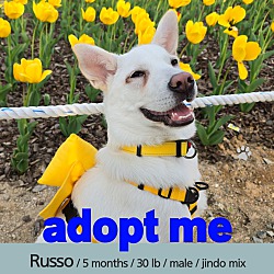 Thumbnail photo of Russo #1