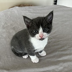 Thumbnail photo of Curious Kitten #1