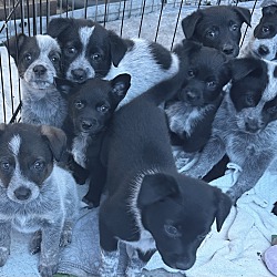 Thumbnail photo of HEELER PUPPIES #1