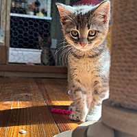 adopt a pet