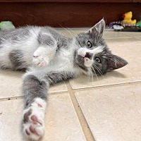 adopt a pet