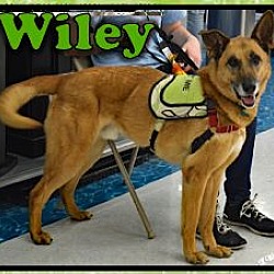 Thumbnail photo of Wiley #2