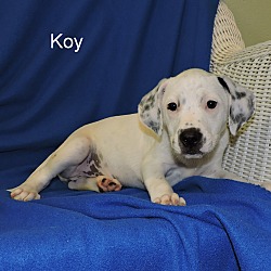 Thumbnail photo of Koy #4