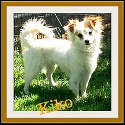 Thumbnail photo of Kiko #1